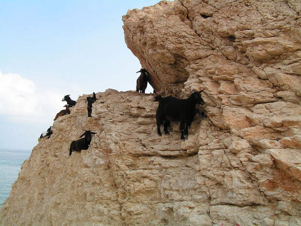 Козлы, которым не ведома боязнь высоты crazygoats15 Козлы, которым не ведома боязнь высоты