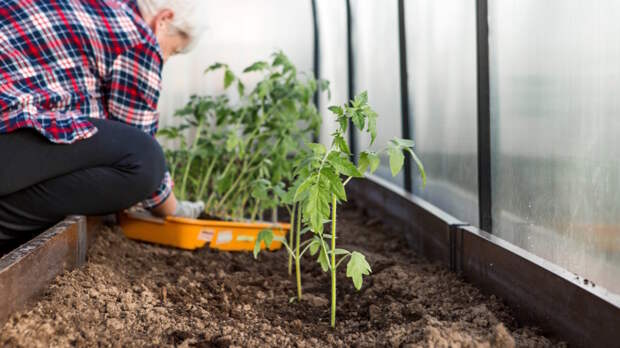 Томаты – в теплицу, перцы – подождут: когда и как высаживать рассаду в начале мая