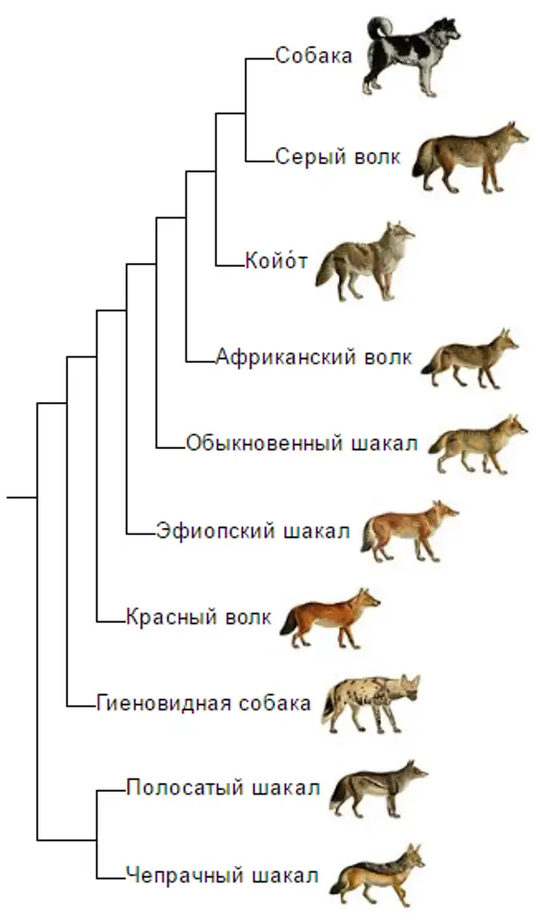 Схема пород собак