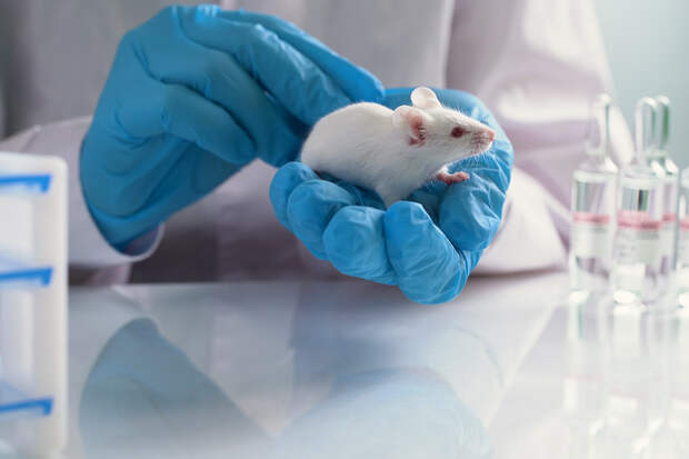 Дачников предупредили об угрозе заражения «мышиной болезнью»