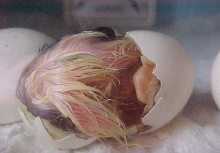 fromeggtochick27 Как из яйца развивается курица