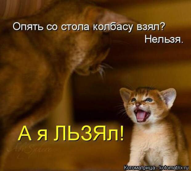 Котоматрицы(картинки с надписями)