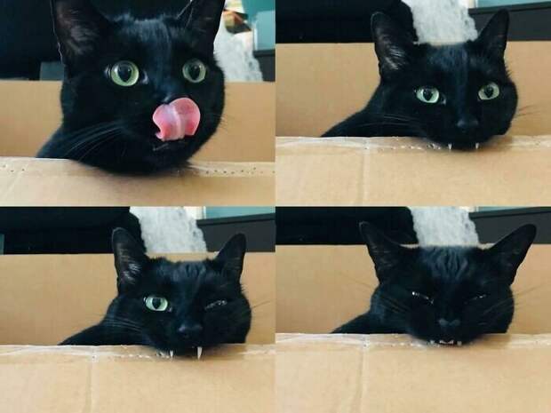 Уморительные котейки, которые сломались