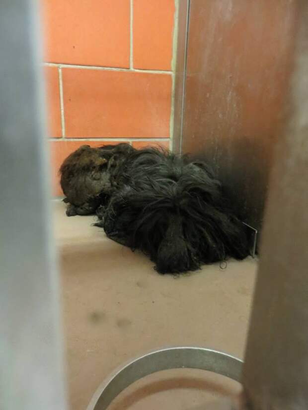 Trio Animal Foundation, Ellen dog, собака Эллен, до и после спасения