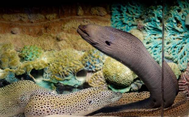 Московские океанариумы