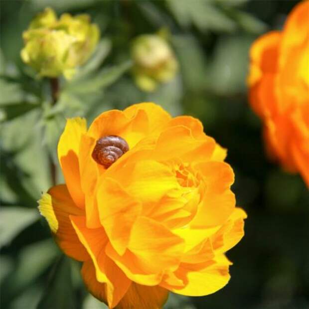 Купальница сибирская (Trollius sibiricus)