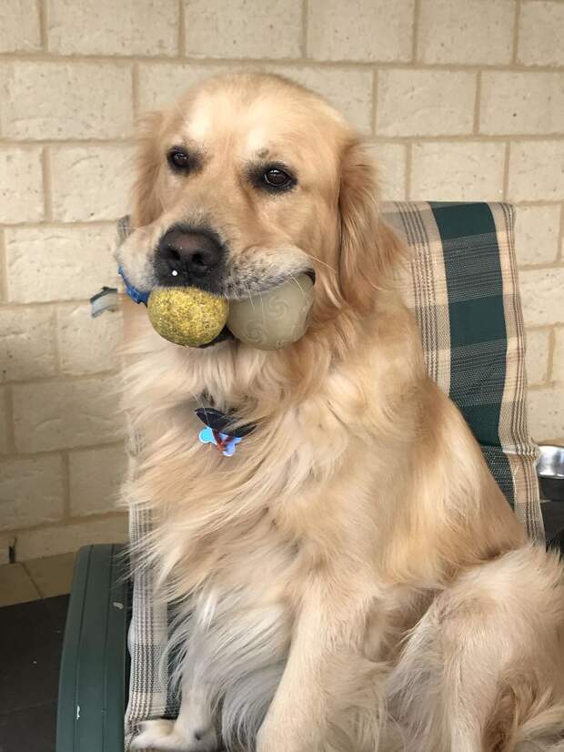 Beau Needs To Have As Many Toys As Possible