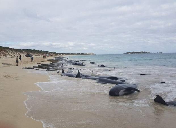 Более 150 китов выбросились на берег в Австралии австралия, акулы, выбросились на берег, гибель животных, киты, происшествие, спасите китов, странные случай