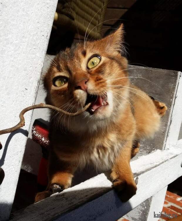 Смешные котики (55 фото)