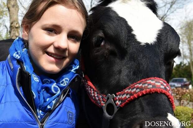 13-летняя школьница берет барьеры на корове 13-летняя школьница берет барьеры на корове