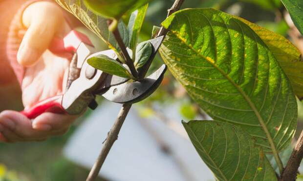Инструкция по правильной обрезке яблонь: следуйте ей или богатого урожая не видать