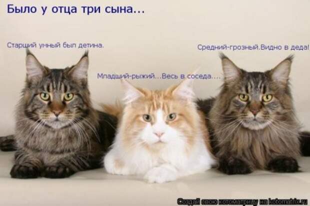 Котоматрицы