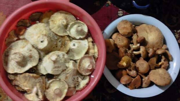 Грибники Алтайского края открыли сезон "тихой охоты"