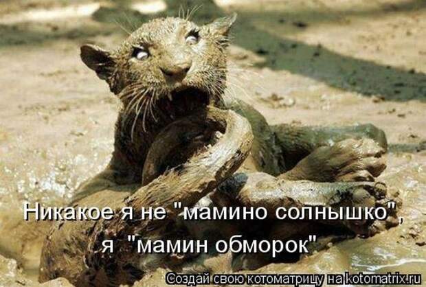 Лучшие котоматрицы недели (50 фото) Лучшие котоматрицы недели (50 фото)