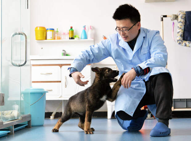 В Китае клонировали лучшую полицейскую собаку: фото и видео