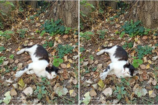 уличный котёнок