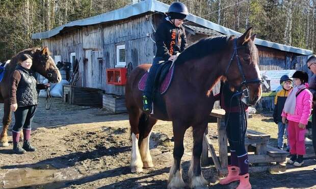 В Поморье запущен социальный проект «Семейная лошадь» для участников СВО и их семей