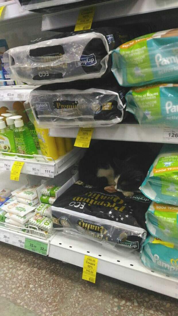 20 мест, в которых не должно было быть кота, но вот он (20 фото)
