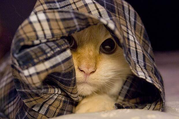 Смешные кошки