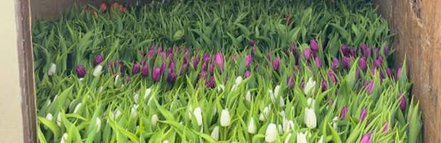 Как семейная пара из Актау уже 4 года выращивает тюльпаны