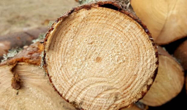Отсутствие экспорта древесины из России бьет по Великобритании и Эстонии
