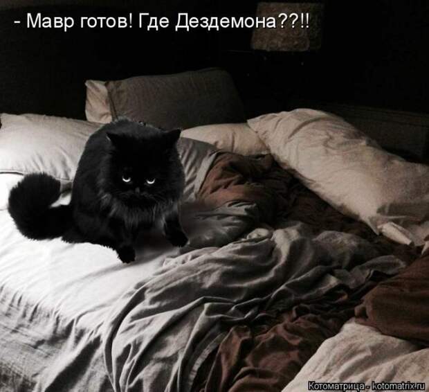 Лучшие котоматрицы недели (50 фото)