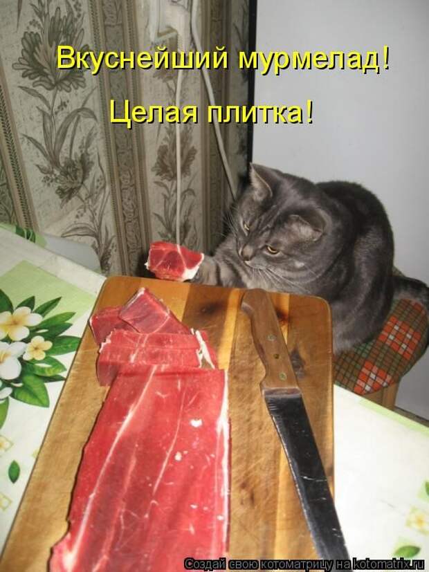 Лучшие котоматрицы недели (50 фото)