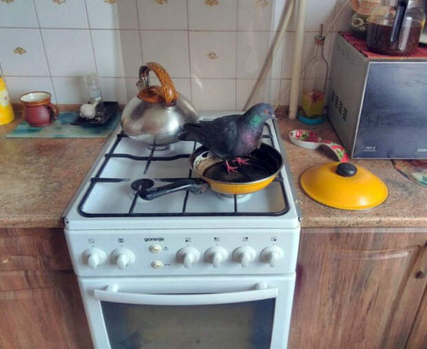 Птичка на сковородке.