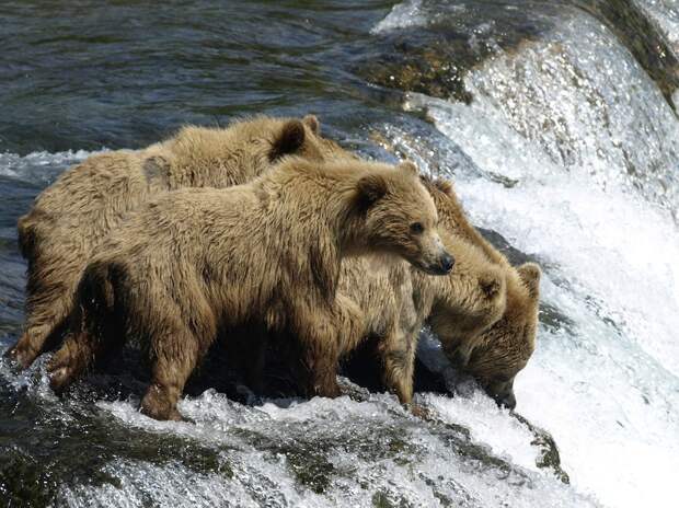 Секреты рыбалки от медведей животные, медведь, рыба, рыбалка, фото