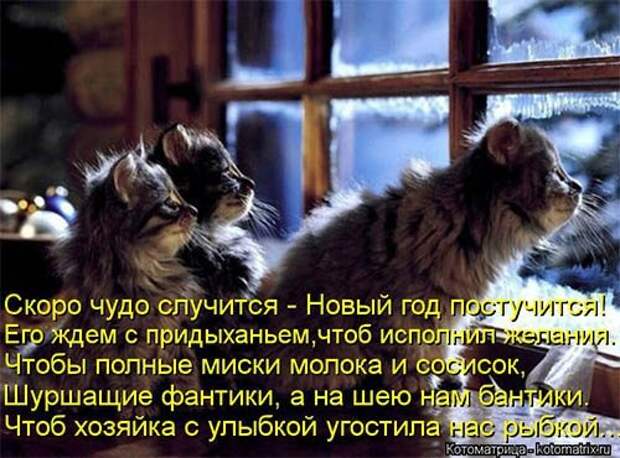 Котоматрицы на Новый год