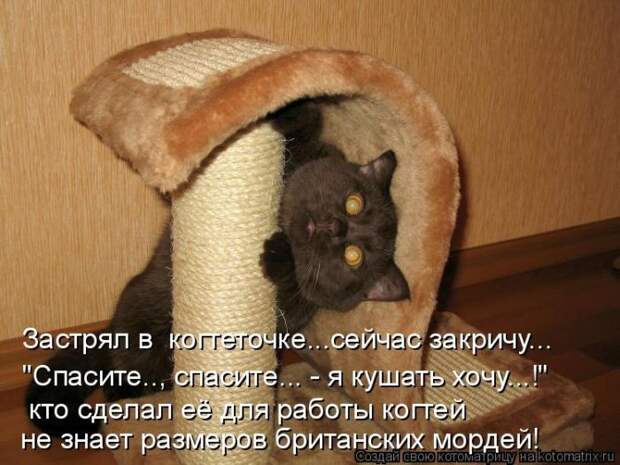 Лучшие котоматрицы недели (50 фото) Лучшие котоматрицы недели (50 фото)