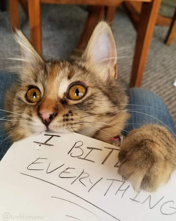Без кота и жизнь не та