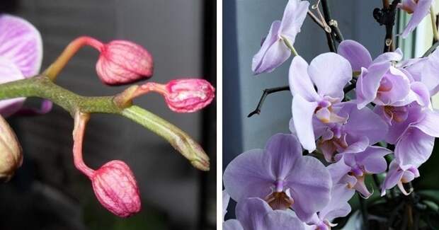Три главные причины, почему орхидея сушит бутоны. Как это предотвратить?