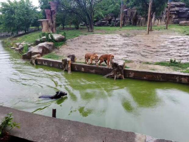 В китайском зоопарке тигров кормят живыми ослами