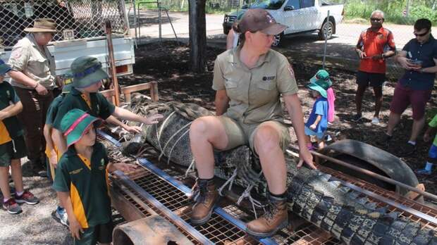 60-летнего хищника отправили на крокодиловую ферму Северная территория, австралия, животные, крокодил, охота, река, хищник