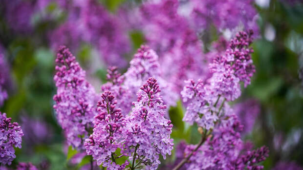 Россиян предупредили о штрафах за сорванную сирень