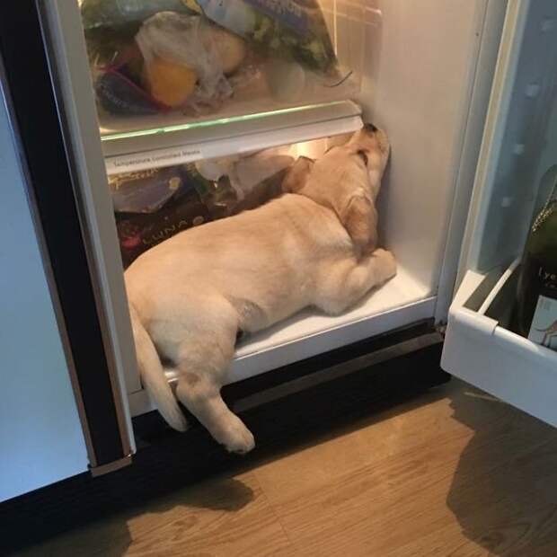 Willow Would Always Sneak In The Fridge When We Opened The Door