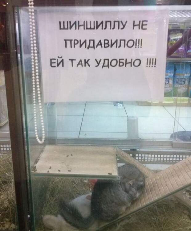 Прикольные надписи и объявления  надписи, объявления, прикол, юмор