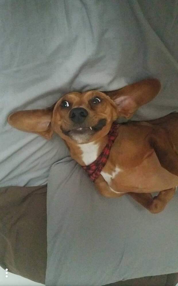 Смешные снимки собак, которые дарят позитив