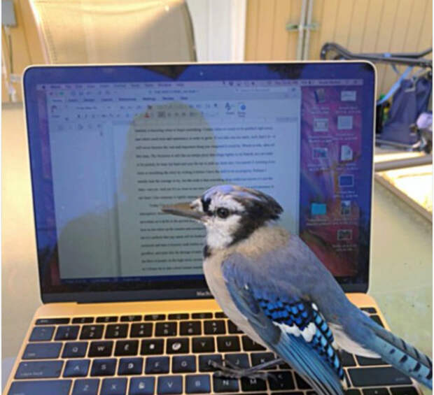 птица возле ноутбука