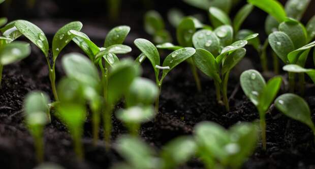 Ошибка с фитолампой: почему рассада тянется и как это быстро остановить