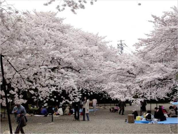 Сакура — это слива или вишня, и когда японцы собирают урожай