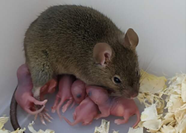 В Шанхае родились первые полностью партеногенетические мыши