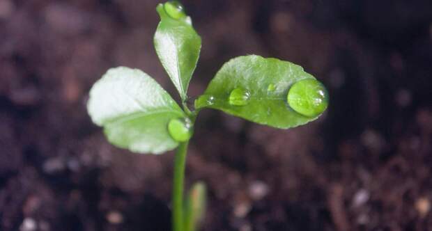 Как оживить слабую рассаду за несколько дней