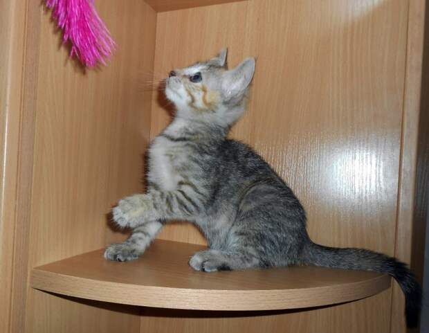 Почти слепой котенок тыкался в ноги прохожих, прося о помощи Почти слепой котенок тыкался в ноги прохожих, прося о помощи кот, котенок, кошка, слепой котенок