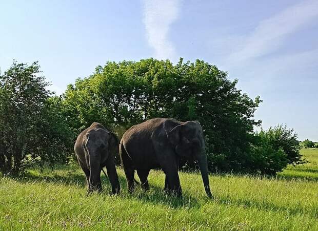 Нескольких слонов встретили у трассы в Саратовской области