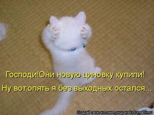 Лучшие котоматрицы недели (50 фото)