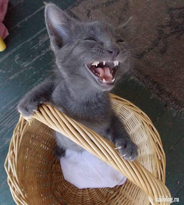 Смешные котики (55 фото)