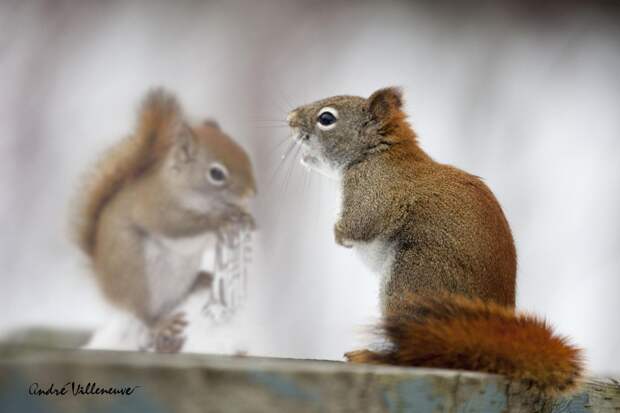 Фотография забавная жизнь белок Andre Villeneuve Фотография забавная жизнь белок Andre Villeneuve