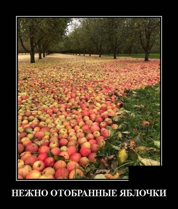 Демотиваторы (30 фото)